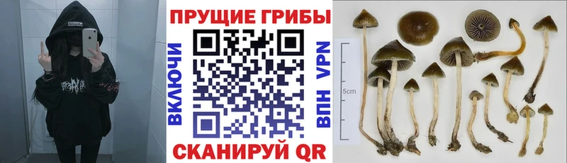 Галлюциногенные грибы Psilocybine cubensis  где купить наркотик  Братск 